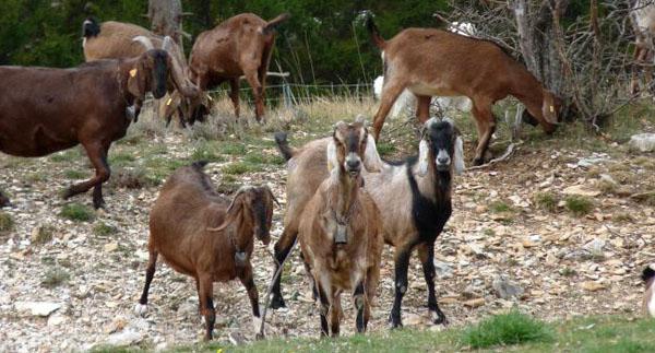 нубийская порода коз описание 