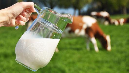 что происходит с глюкозой входящей в состав коровьего молока