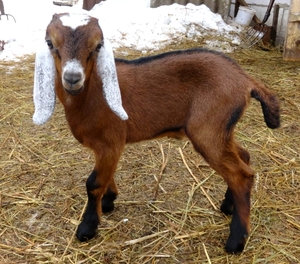 Нубийская порода коз крупно
