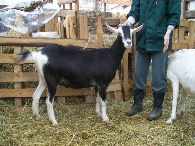 Цена альпийской козы в России варьируется от 15 до 50 тыс. р.