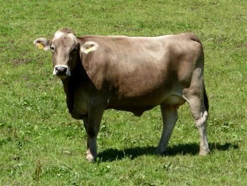 мясная костромская порода коров