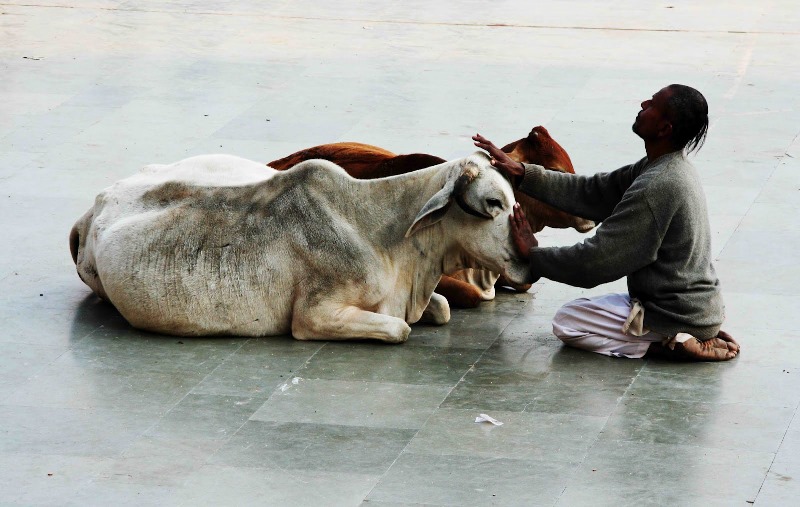 Корова - священное животное в Индии