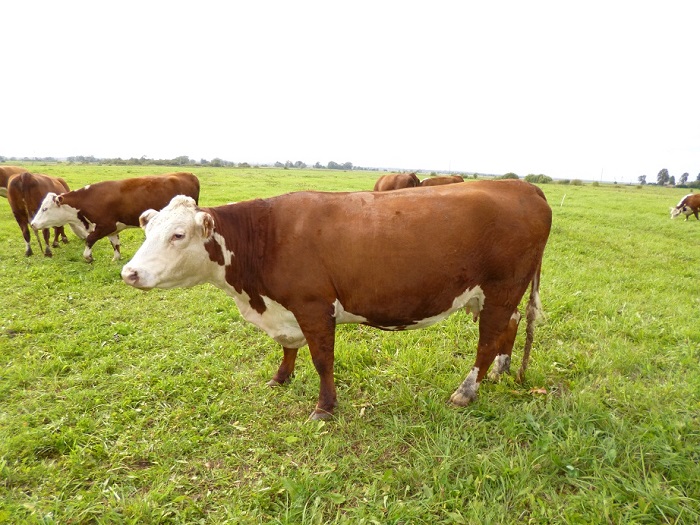 Коровы герефордской породы на лугу