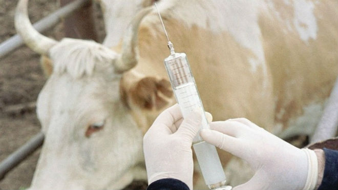 Вакцинация скота