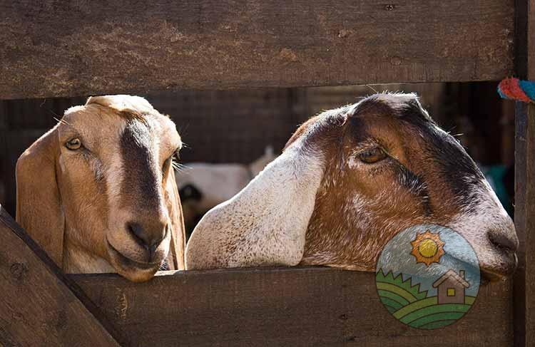 Англо-нубийские козы на ферме Земля друзей