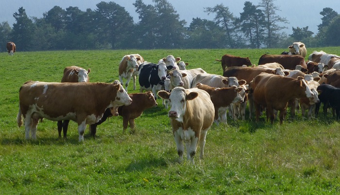 Симметальские коровы на выпасе