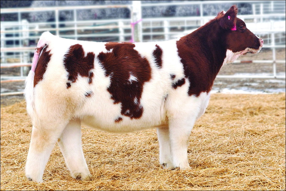 Красивая плюшевая корова из Айовы