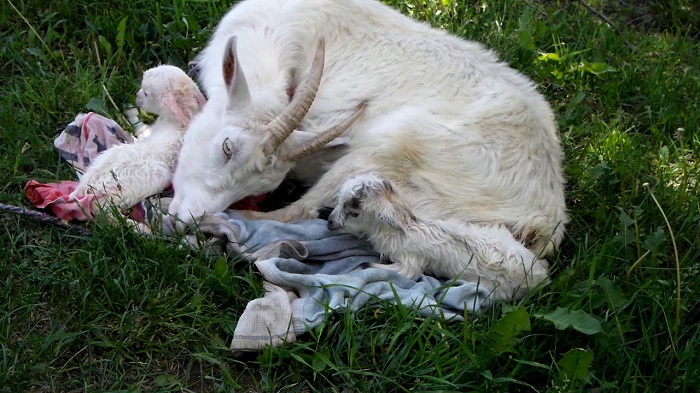 родившая коза