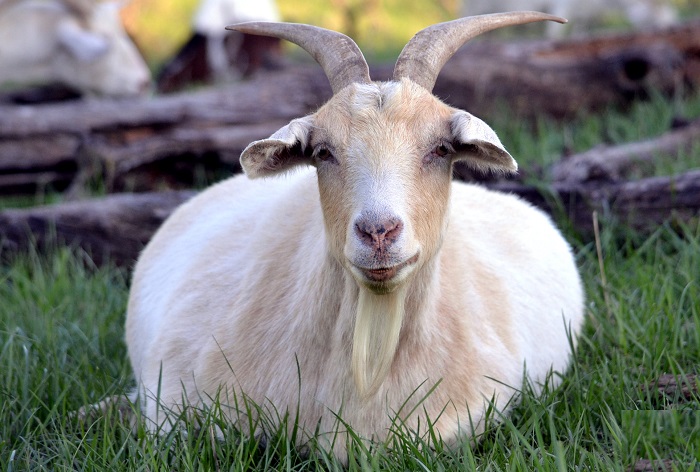 беременная коза в траве