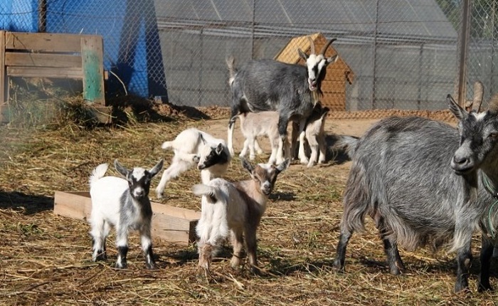 козы в загоне на сене