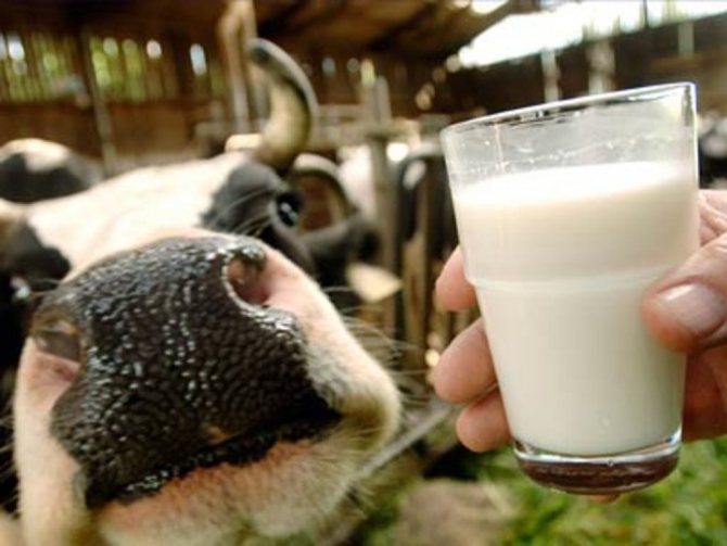 Порода коровы и состояние ее здоровья существенно влияют на удой