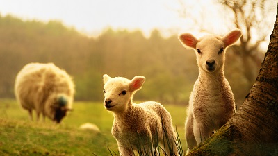 Невинные овцы