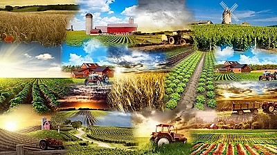 Сельское хозяйство Беларуси