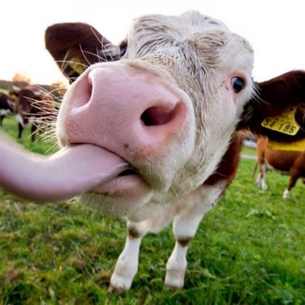 корова с языком