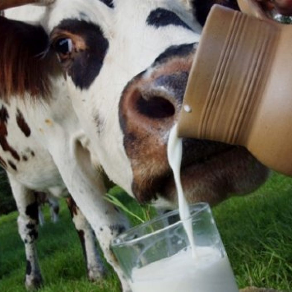 Корова и молока