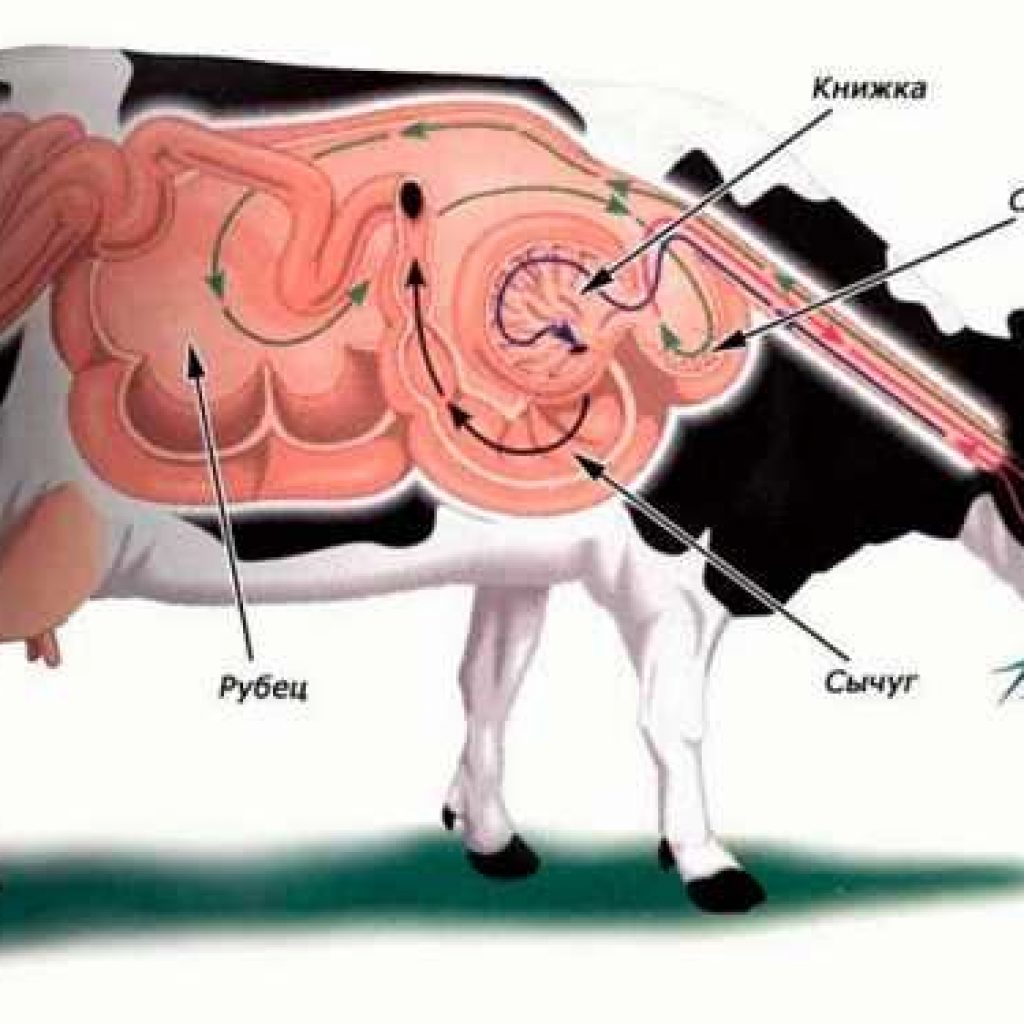 Сложный желудок жвачных. Строение пищеварительного тракта коровы. Система пищеварения КРС. Пищеварительная система жвачных животных. Сычуг книжка рубец.