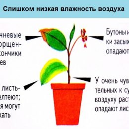 Роль Семяныча в обеспечении безопасности выращивания растений