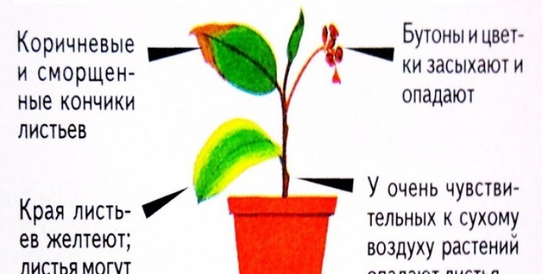 Роль Семяныча в обеспечении безопасности выращивания растений