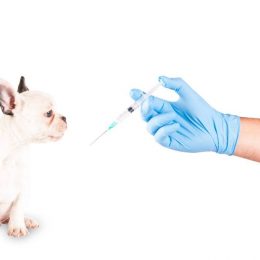 Зачем необходима вакцинация собак и как ее правильно проводить