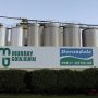 Murrey Goulburn может потерять звание крупнейшего переработчика молочных продуктов