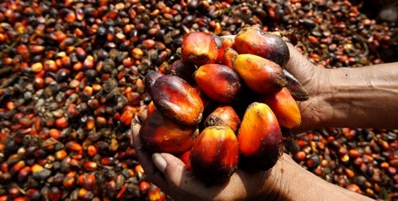 Россельхознадзор хочет взять под контроль пальмовое масло