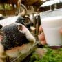 Производители молока в США ищут нестандартные способы поднять продажи