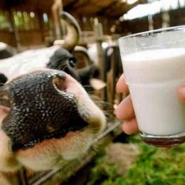 Россия обвиняет белорусских поставщиков в махинациях с ввозом молока