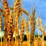 Россия сохранит лидерство по экспорту пшеницы