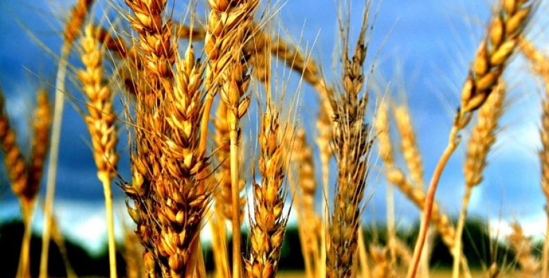 Россия сохранит лидерство по экспорту пшеницы