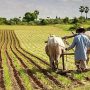 Как у других: сельское хозяйство Индии в кризисе