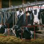 Американский агрогигант инвестировал в Face ID для коров