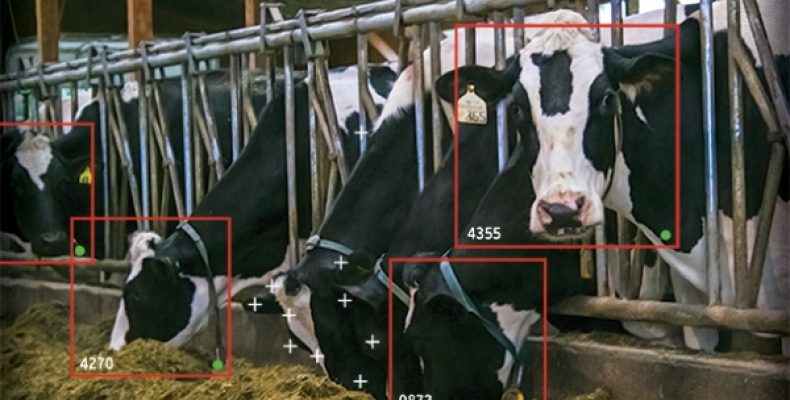 Американский агрогигант инвестировал в Face ID для коров
