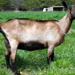 Альпийская порода коз. Альпийские козы: описание породы и характеристика