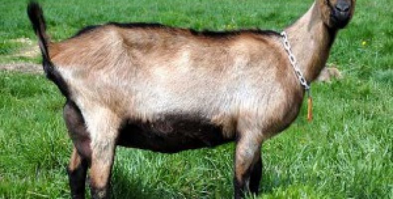 Альпийская порода коз. Альпийские козы: описание породы и характеристика