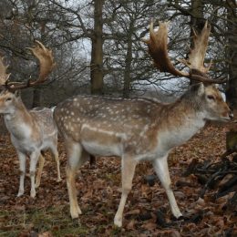 Как купить Deerma 5 литров за 1843 рубля выгодно