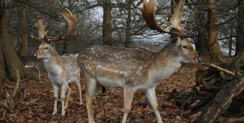 Как купить Deerma 5 литров за 1843 рубля выгодно