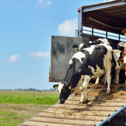 Полноценный экспорт продукции животноводства из РФ невозможен без идентификации скота