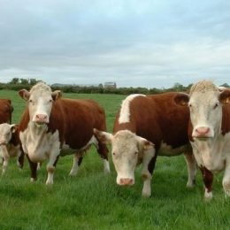Герефордская порода коров: особенности содержания, питания и разведения. Мясная герефордская порода коров: характеристика