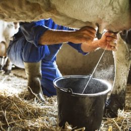 Как доить корову: особенности, с чего начать и как преуспеть в разведении домашних видов коров. Дойка коровы: как это делать правильно?