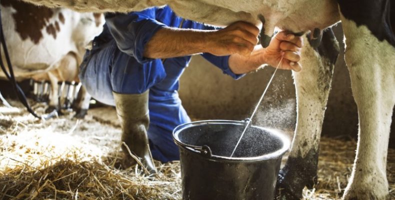 Как доить корову: особенности, с чего начать и как преуспеть в разведении домашних видов коров. Дойка коровы: как это делать правильно?