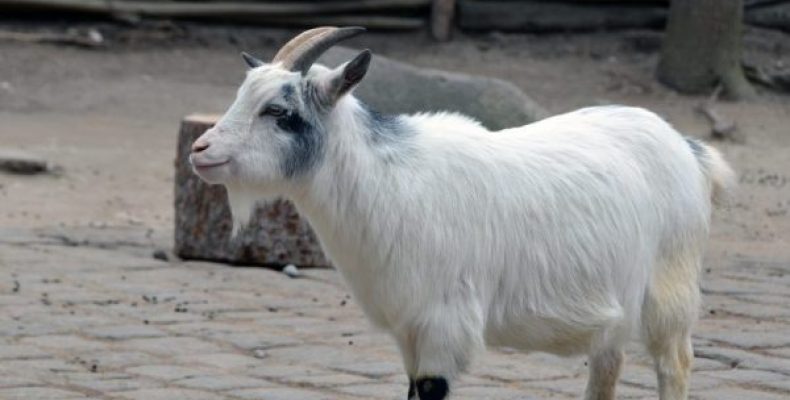 Камерунская порода — карликовые козы с высокой производительностью. Карликовые камерунские козы: особенности и содержание