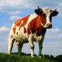 Регулирование числа скота на личных подворьях в Ростовской области