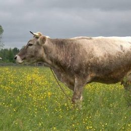 Костромская порода коров: характеристика и отзывы. Костромская порода коров — особенности содержания, характеристика и продуктивность