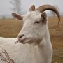 В Швейцарии хотят запретить обезроживание коз