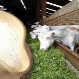 Продуктивность коз: сколько они дают молока и от чего это зависит? Сколько молока дает коза в сутки
