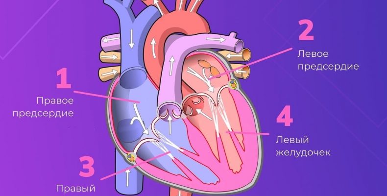 Значение работы сердцем
