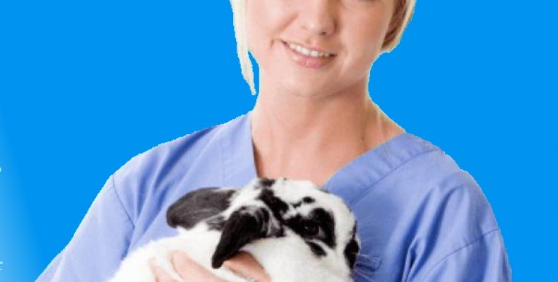 Ветклиника VETPLUS в Орше: Профессиональная Забота о Вашем Питомце