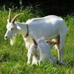 Сколько длится беременность у козы. Как определить наличие беременности у козы: первые симптомы, продолжительность родов