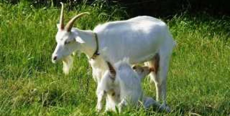 Сколько длится беременность у козы. Как определить наличие беременности у козы: первые симптомы, продолжительность родов