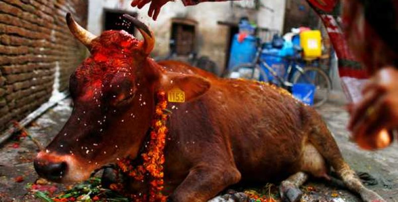 Традиции Индии: почему в этой стране корова признана священным животным? Почему в Индии корова – священное животное?